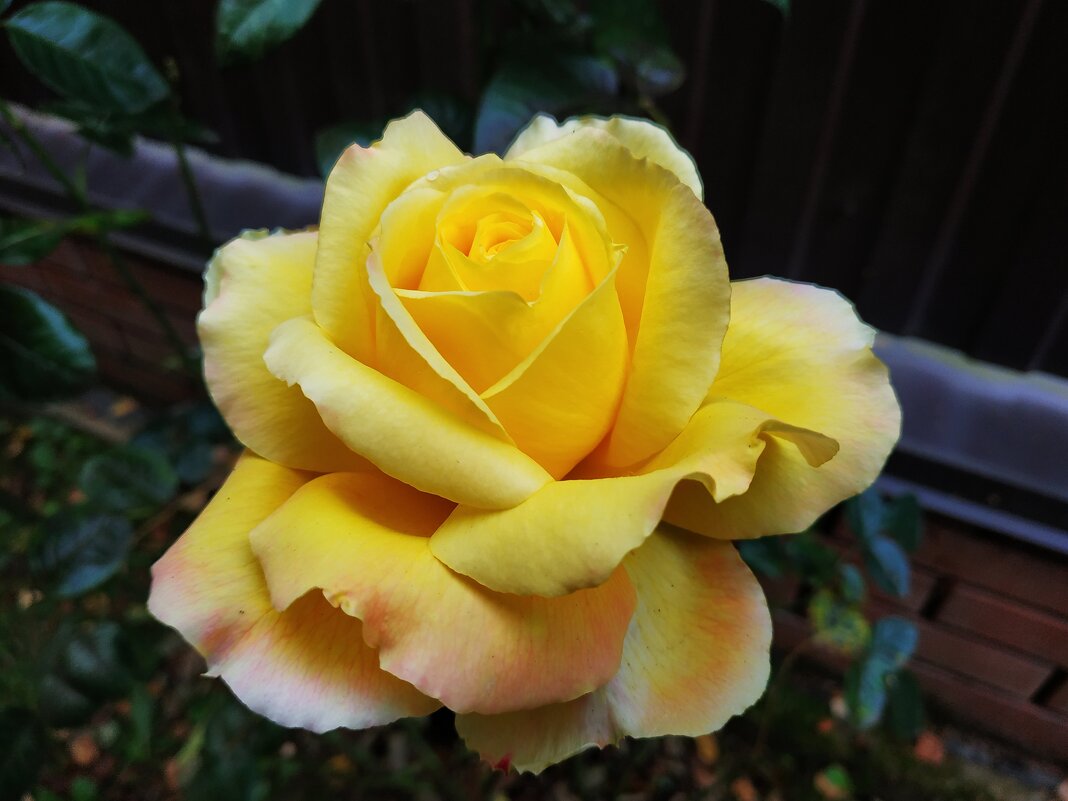 Любят ли цветы физики-теоретики? :-) - Андрей Лукьянов