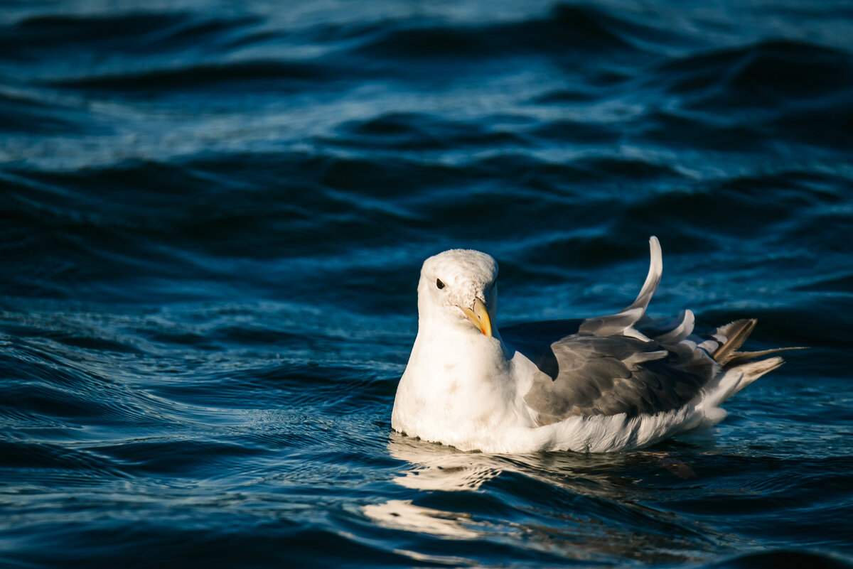 ... - Жора Житников ... - Жора Житников