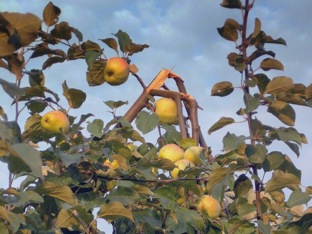 Ночью  была  буря  и сломала  яблоню - Фотогруппа Весна