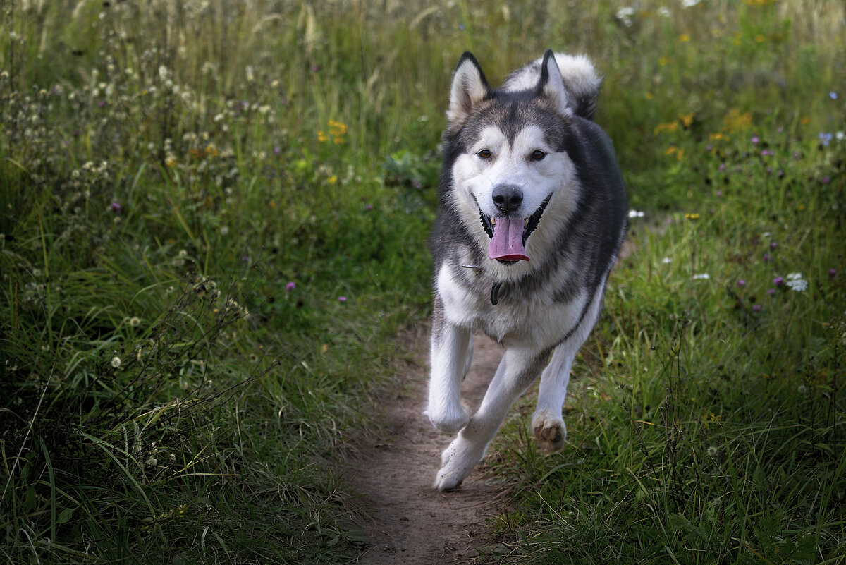 Ярик. - leff Postnov