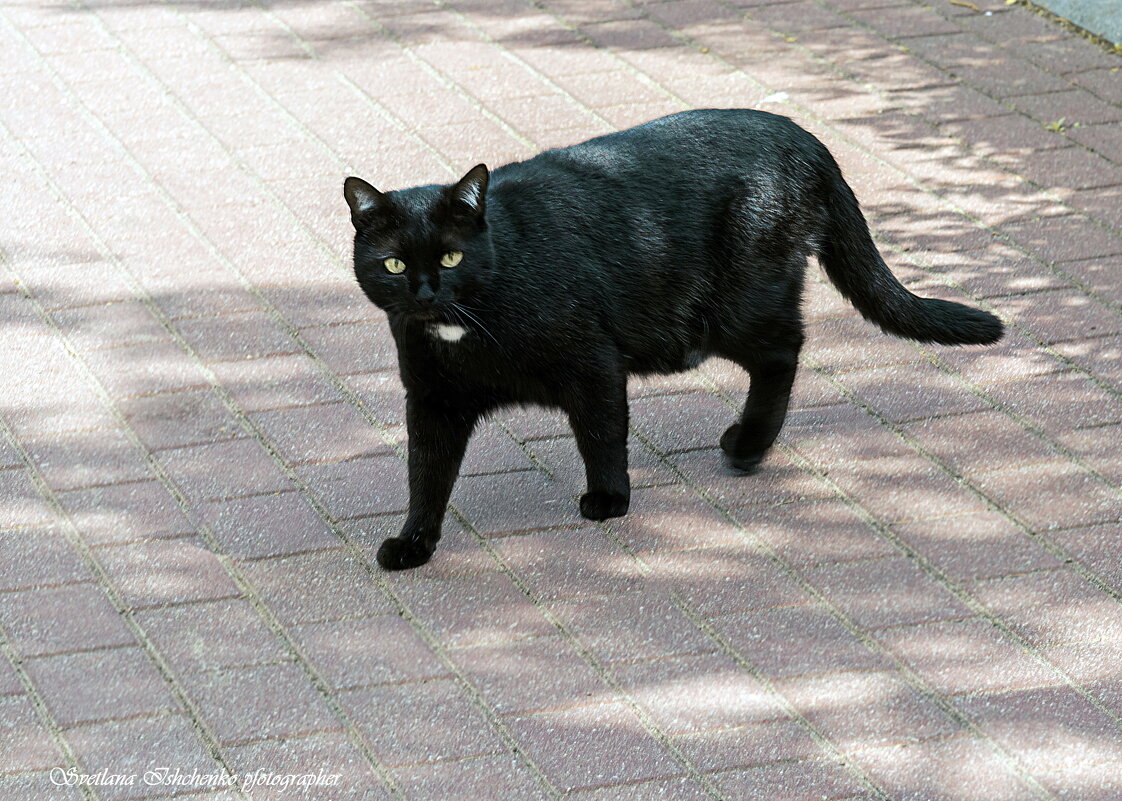 Симпатичный "домус любимус", с белым медальоном. - Светлана Ищенко
