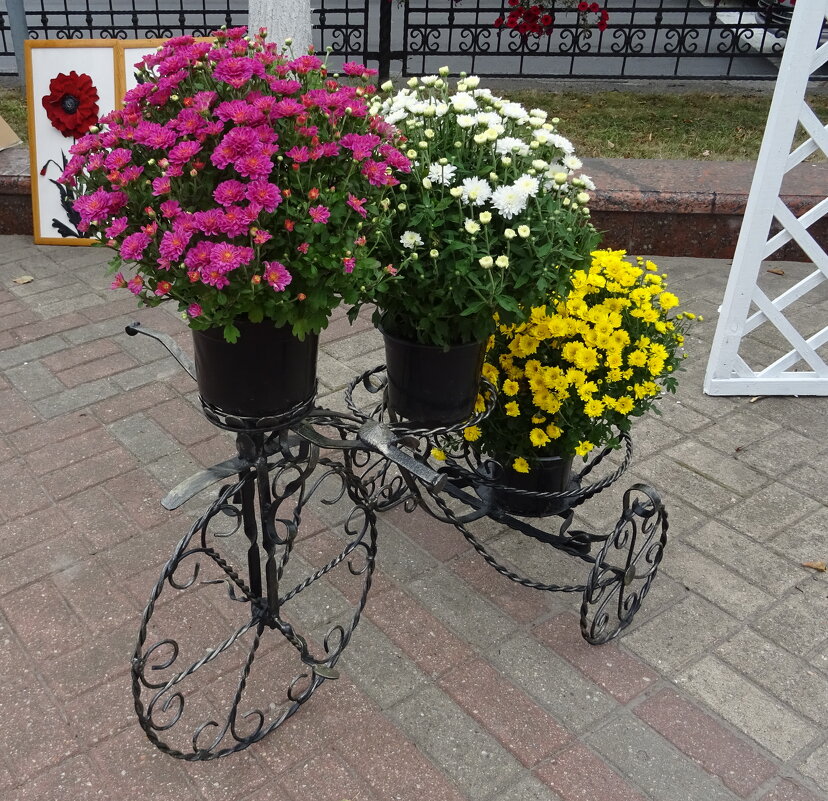 Хризантемы - PRP 