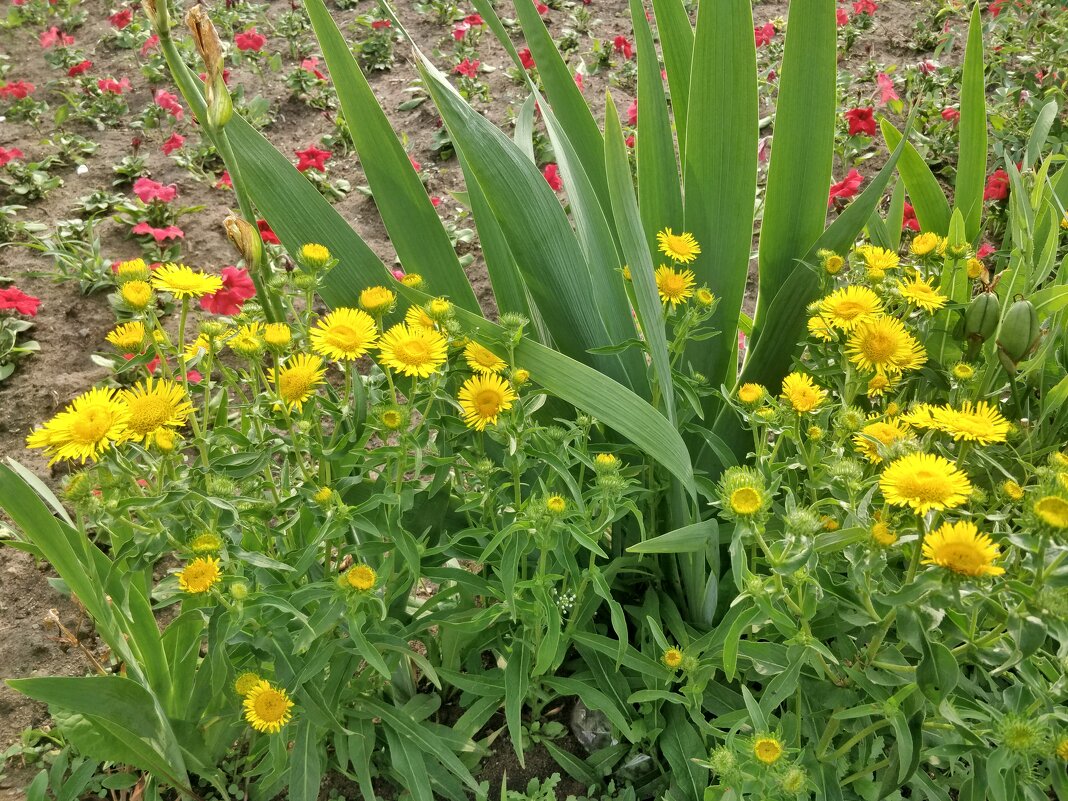 Цветы - Андрей Хлопонин