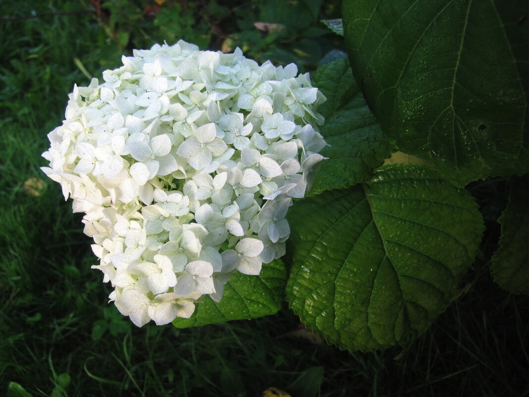 Ещё цветёт гортензия - Людмила Смородинская