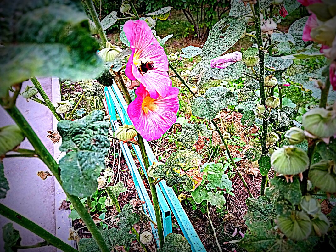 Цветы. - Владимир Драгунский