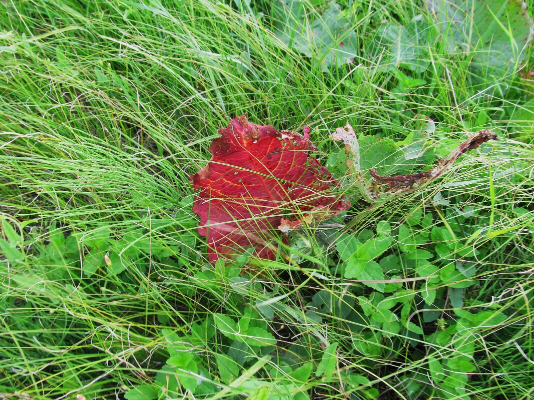 ........... - Елена Шаламова