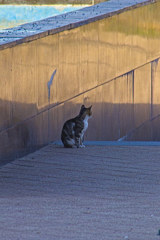 Тоска - Giant Tao /