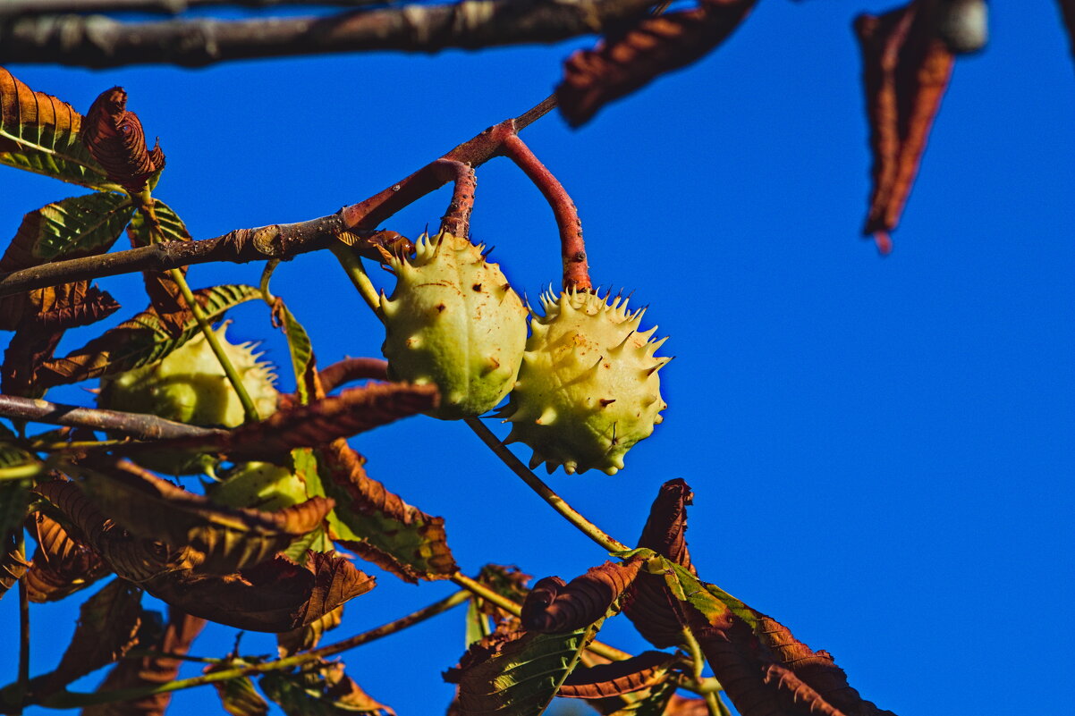 Каштан ... - Giant Tao /