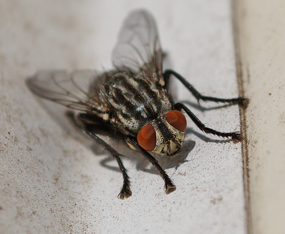 Муха - Александр Лычагин