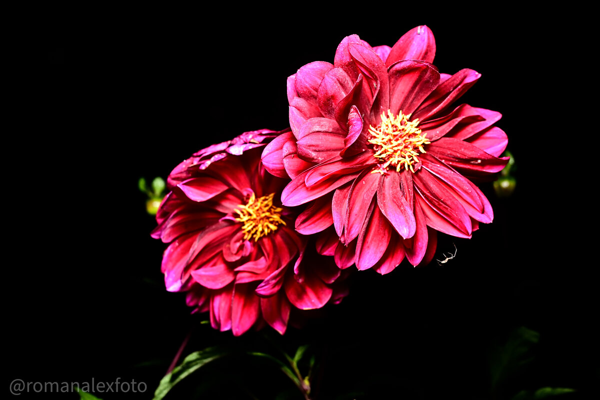 Цветы в ночи - Роман Алексеев