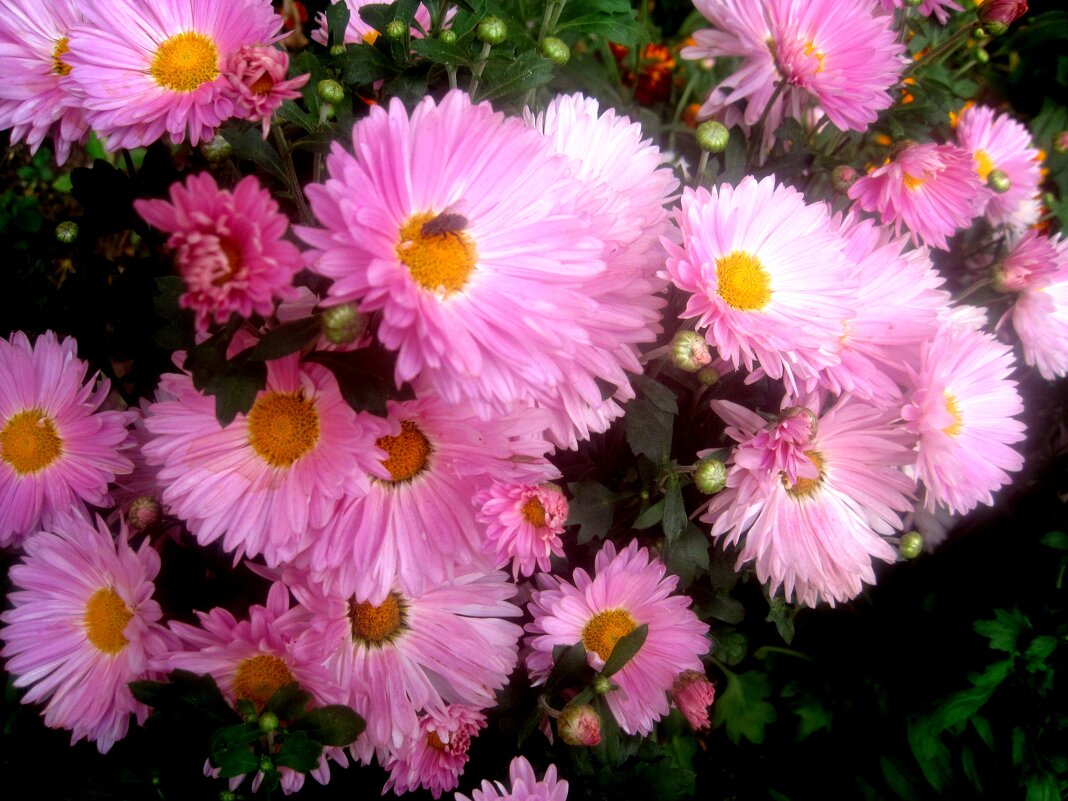 Осенние цветы - Елена Семигина