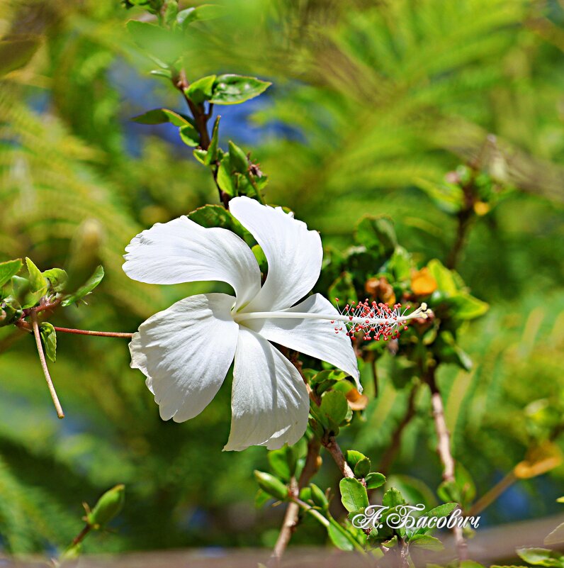 Китайская роза - Аркадий Басович Китайская роза - Аркадий Басович