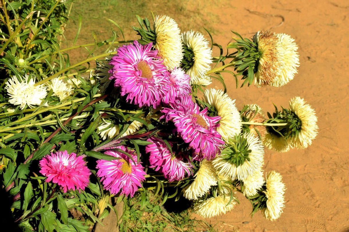 Склонились до самой земли. - Татьяна Помогалова