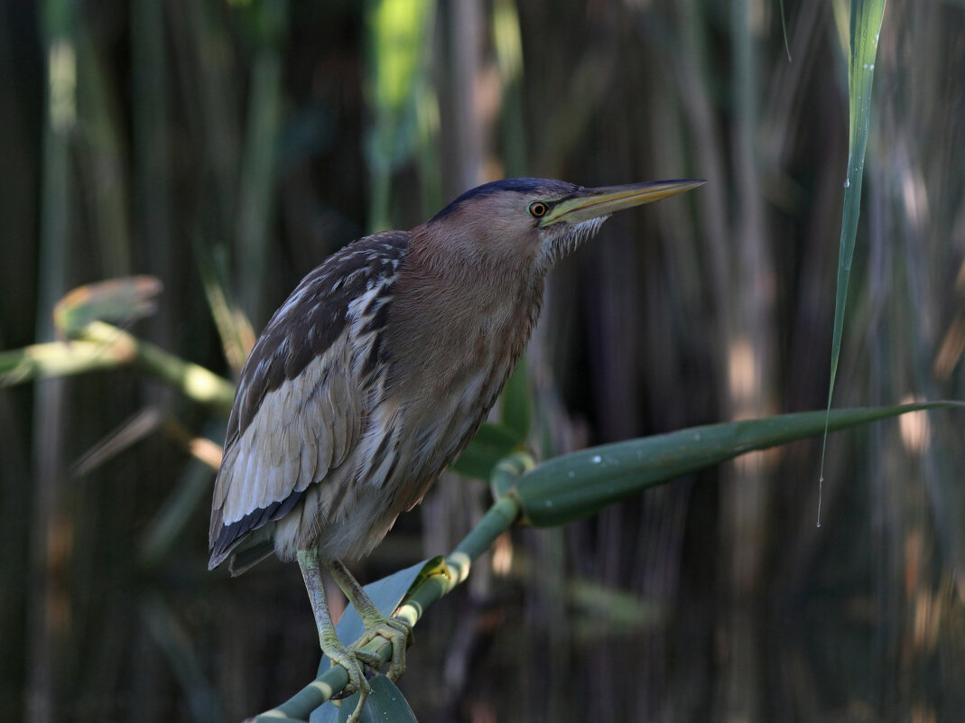 Малая выпь у себя дома - Георгий Бондаренко Малая выпь у себя дома - Георгий Бондаренко