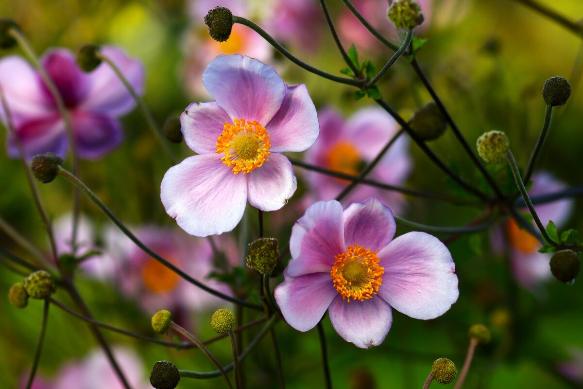 Доброе утро - Юрий. Шмаков