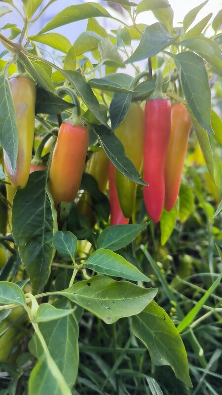 Еще не весь собран урожай! - Ольга 