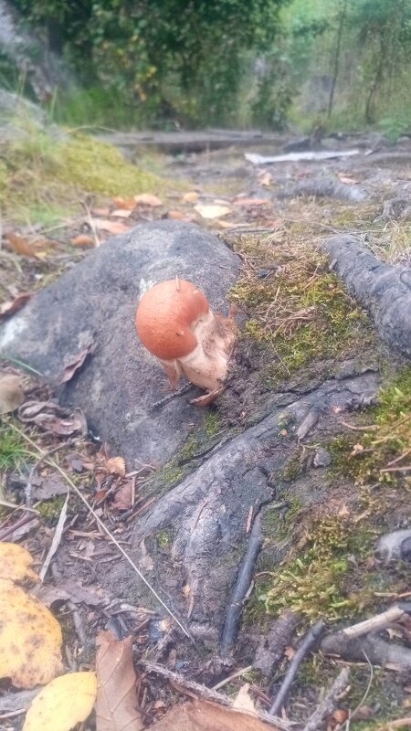 И на камнях растут грибы! - Ольга 