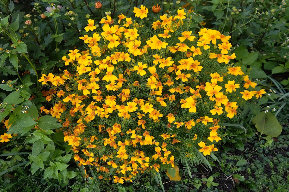 Бархатцы - Рита Симонова Бархатцы - Рита Симонова