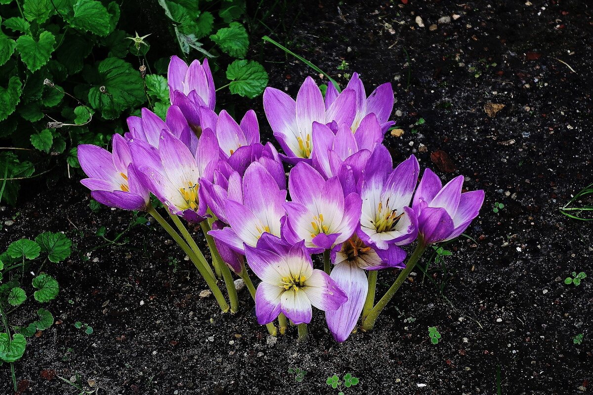 Безвременник осенний - Рита Симонова