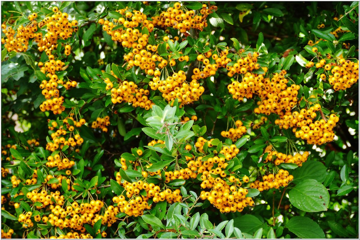 ДАРЫ ОСЕНИ... - Elvira E. 