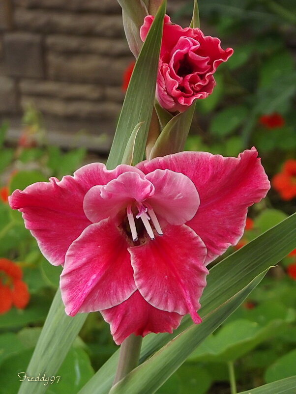 Гладиолус - Freddy 97 Гладиолус - Freddy 97