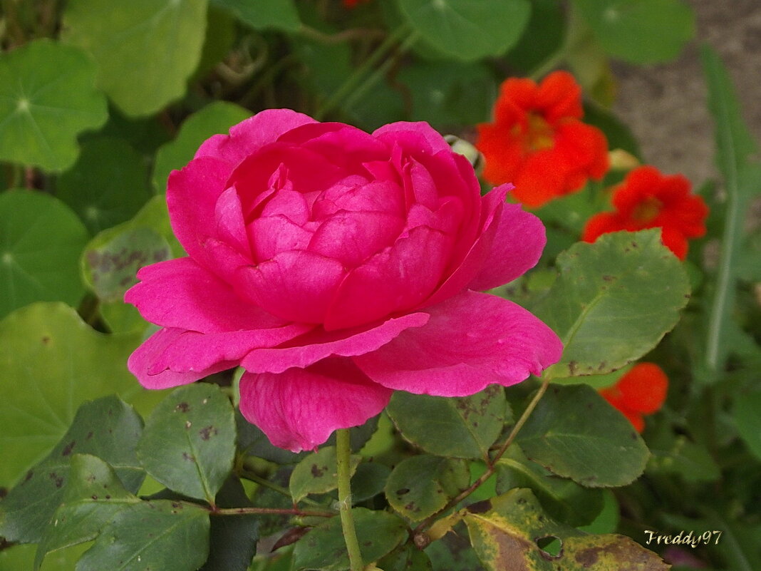 Роза - Freddy 97