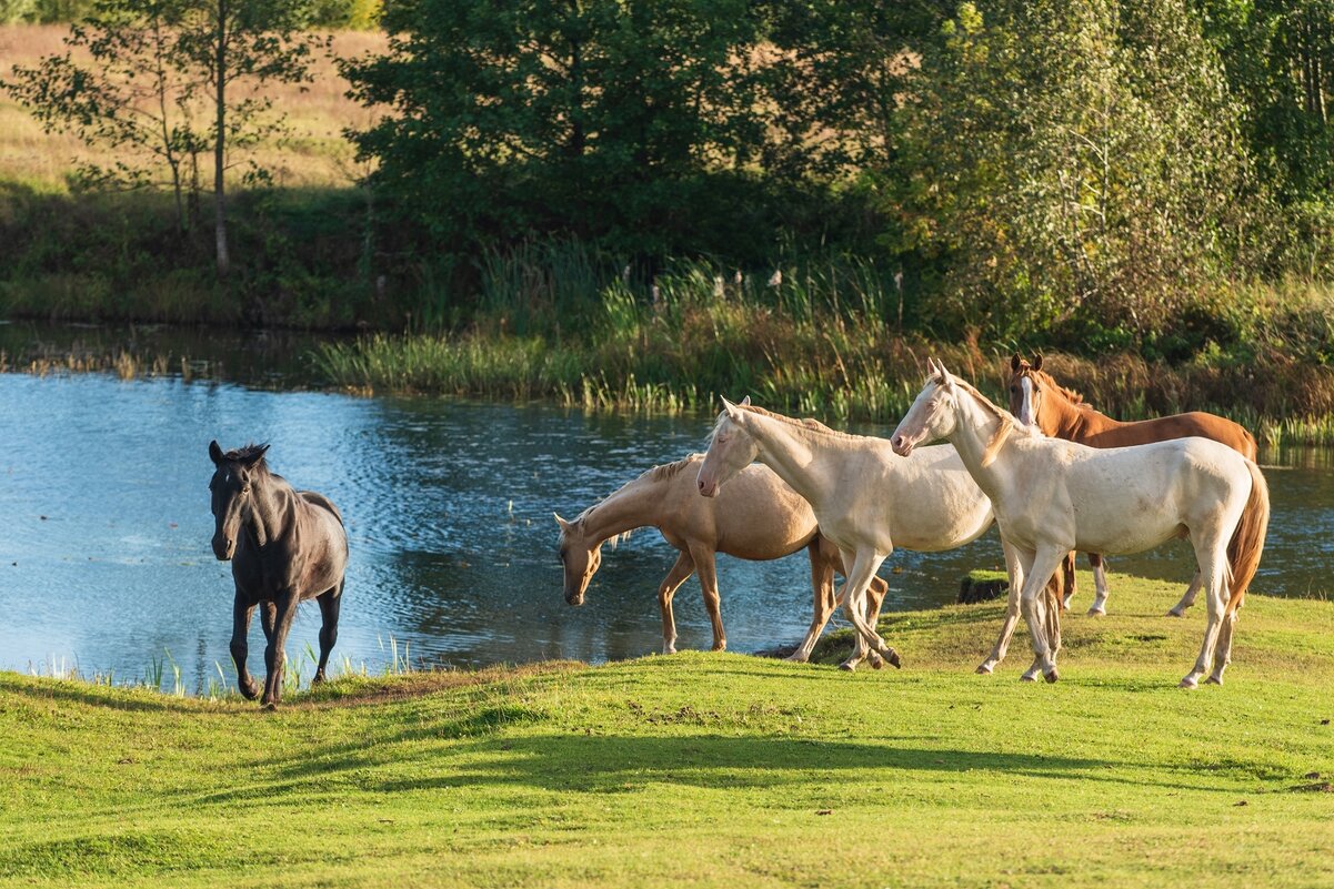Водопой. - Виктор Евстратов
