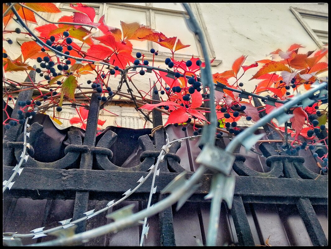 Дикий виноград... - Руслан 