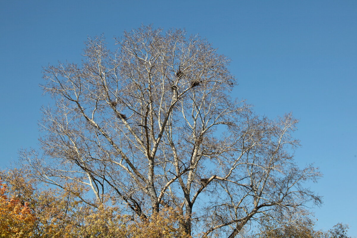 Крона - Андрей Катков