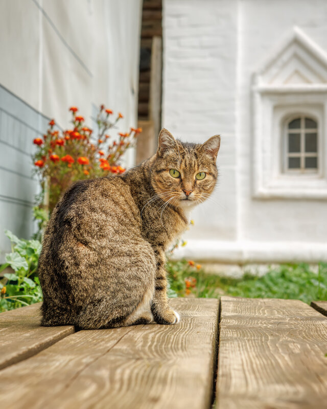 Про монастырских котов - Владимир Колесников