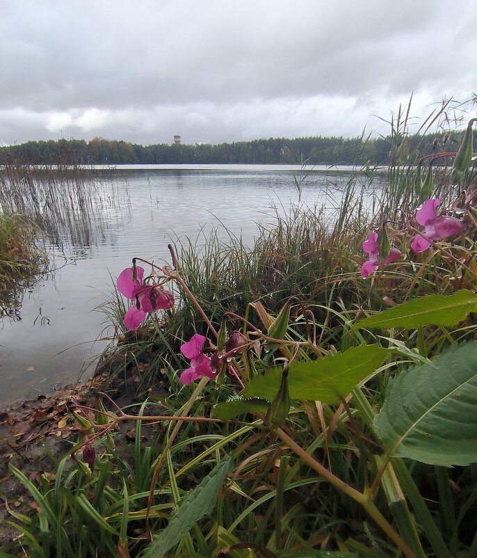 У озера - Тамара Вебер