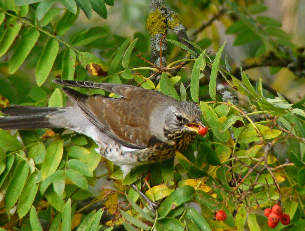 рябинник - gawrilа - dan