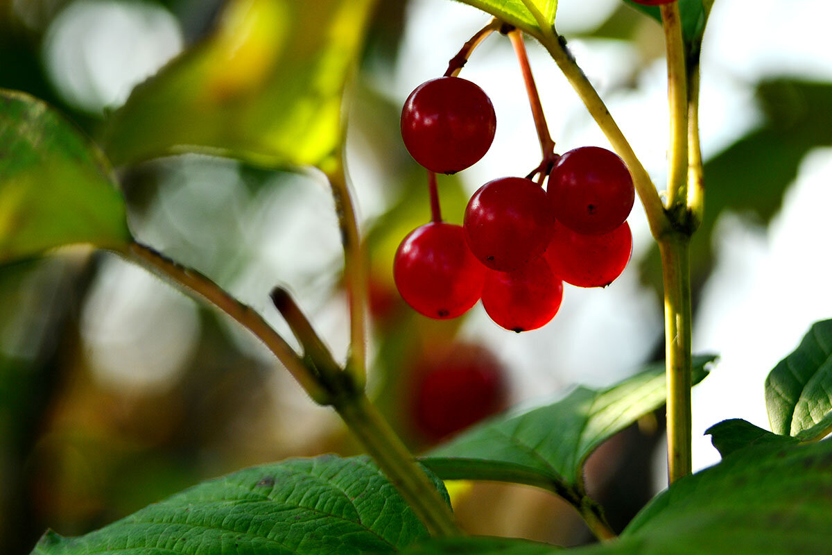 Калинка - Геннадий Супрун