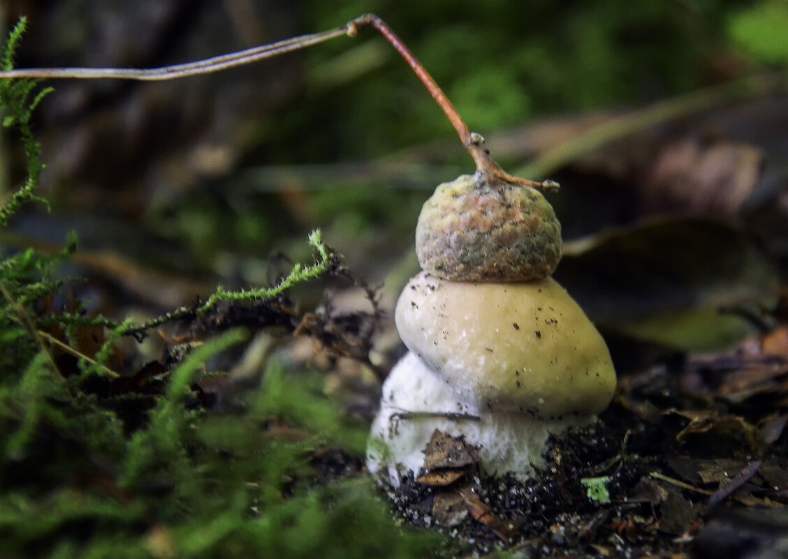 В шапочке - Андроник Александр 