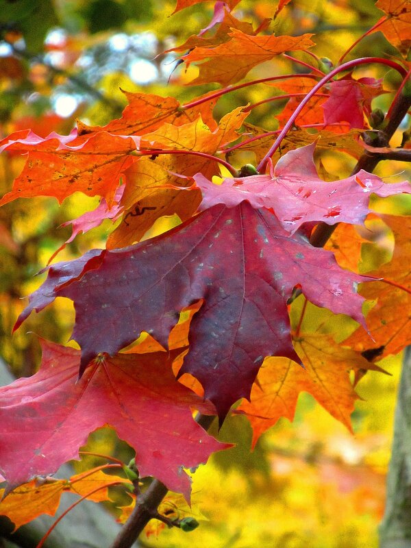 Клиновый лист - Сергей Карачин Клиновый лист - Сергей Карачин