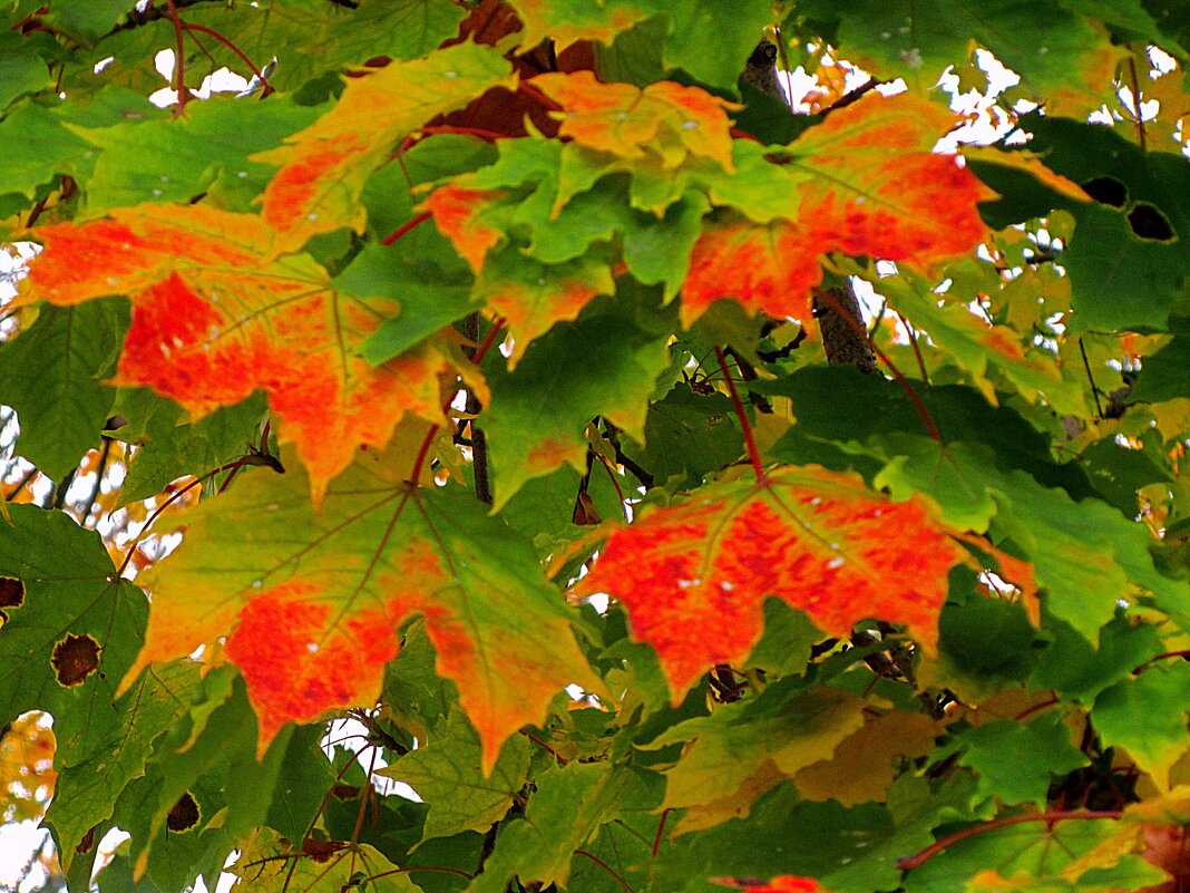 Краснеет клен - Сергей Карачин Краснеет клен - Сергей Карачин