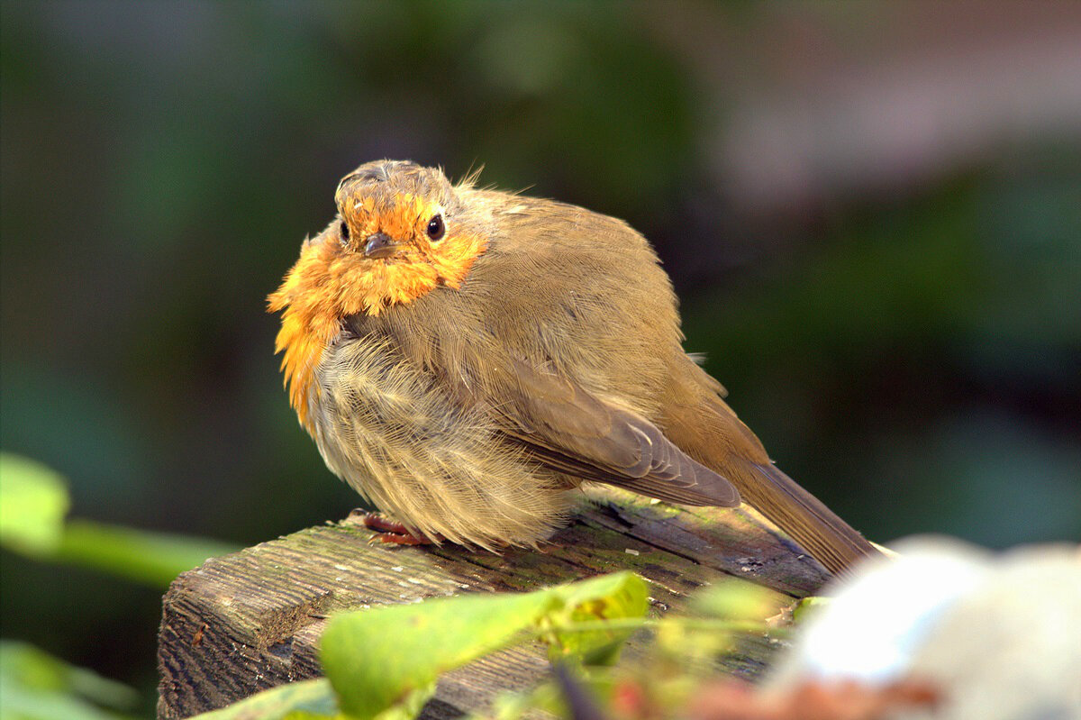 ... - Вячеслав Минаев ... - Вячеслав Минаев