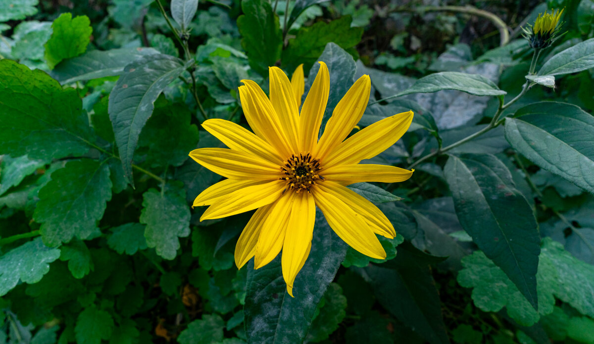 Последние цветы - Владимир Иванович