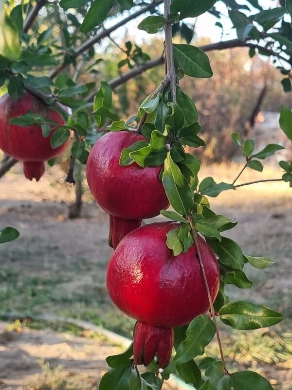 Осенние плоды - Наталья 