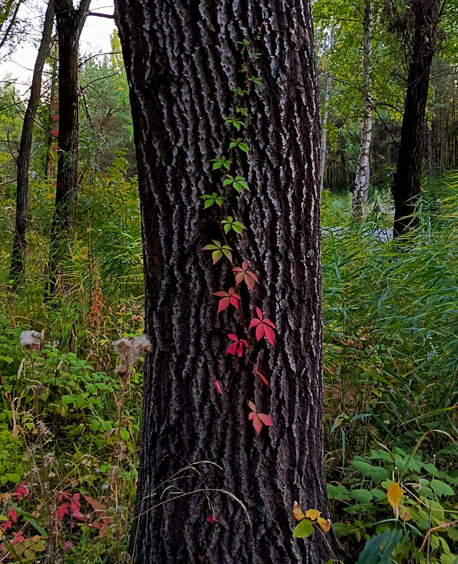 поступь осени - константин 