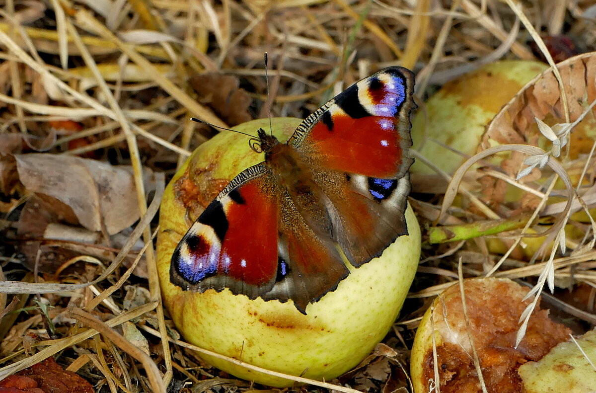 опять про бабочек 11 - Александр Прокудин опять про бабочек 11 - Александр Прокудин