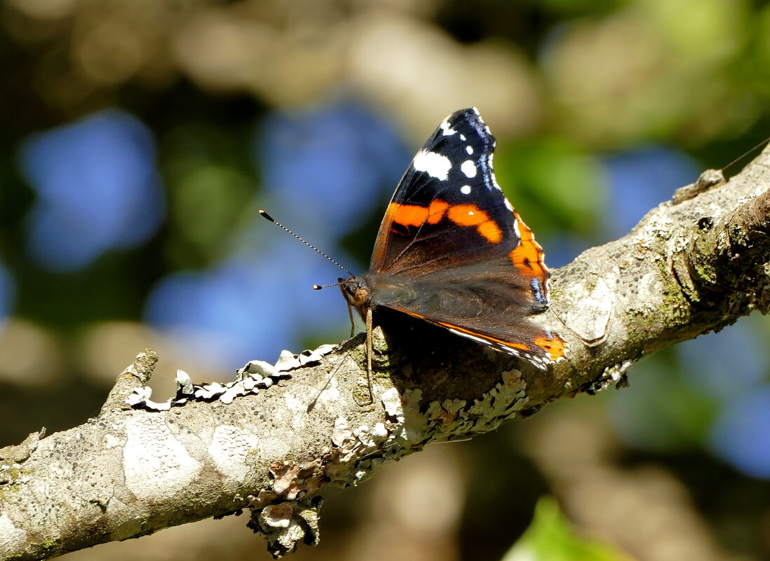 опять про бабочек 15 - Александр Прокудин