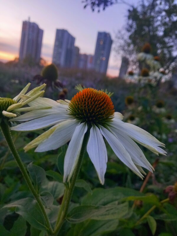 Эхинацея - Сапсан 