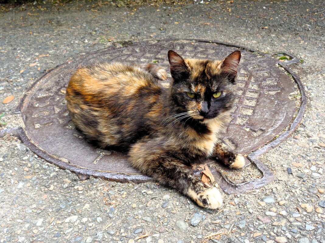 Охранник люка - Наталья 