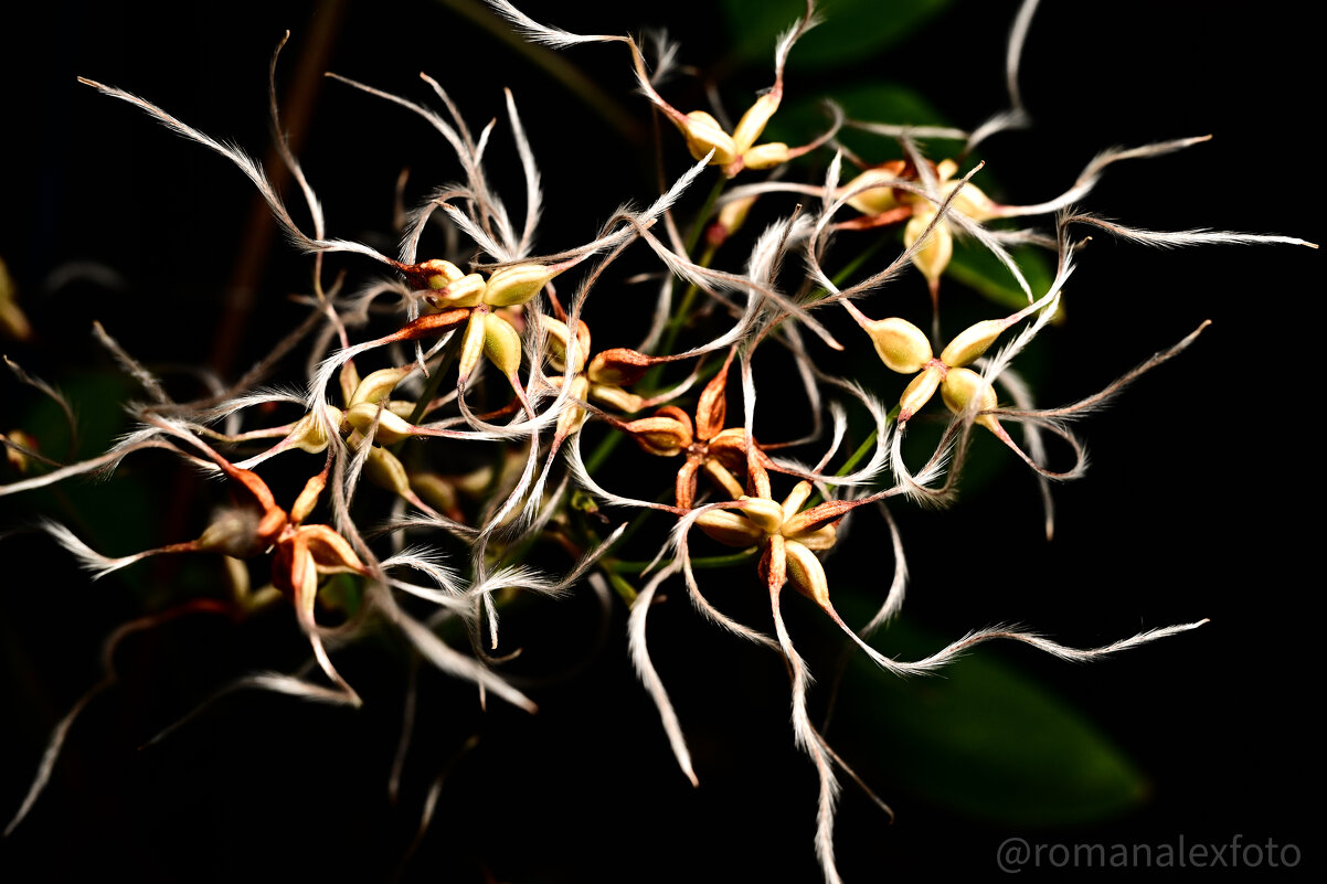 Клематис в ночи - Роман Алексеев