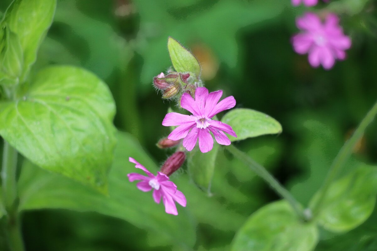 Это было недавно... - Наталья Герасимова