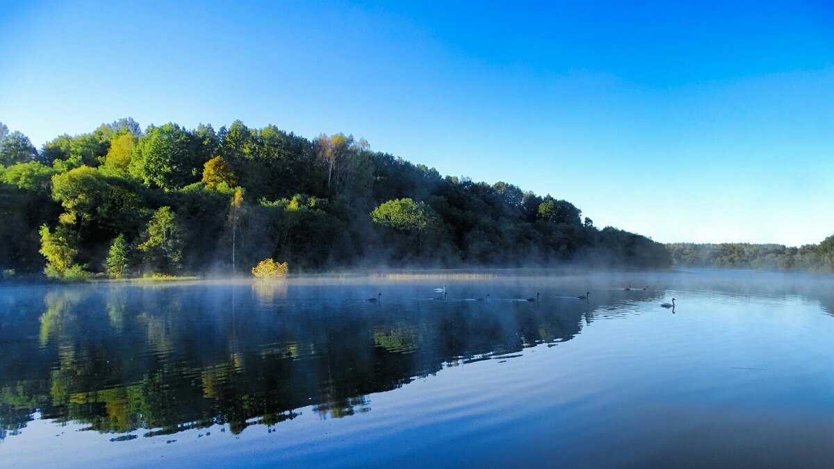 Осенний пейзаж с лебедями на озере. - Милешкин Владимир Алексеевич 