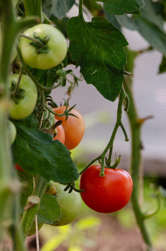 *** - Виктор Иванович Чернюк *** - Виктор Иванович Чернюк