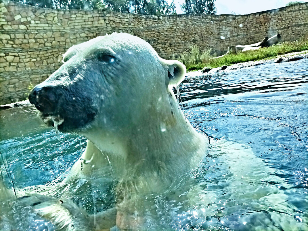 Купание белого медведя - Veera V