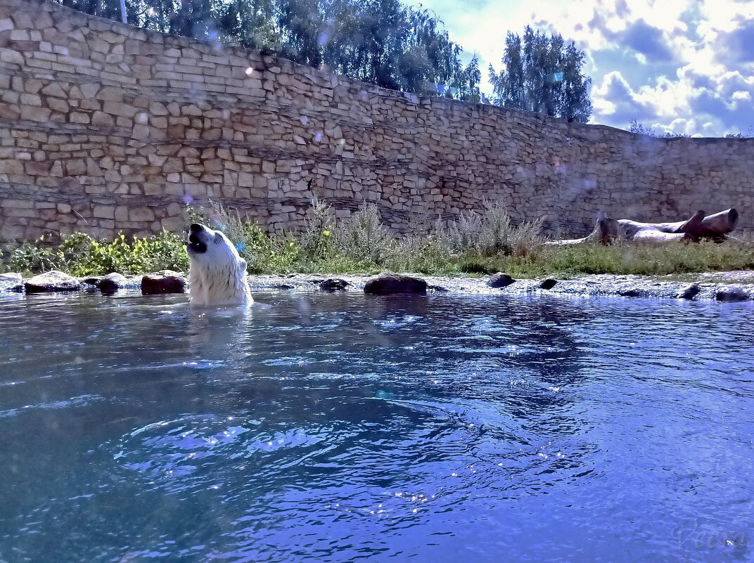 Купание белого медведя - Veera V